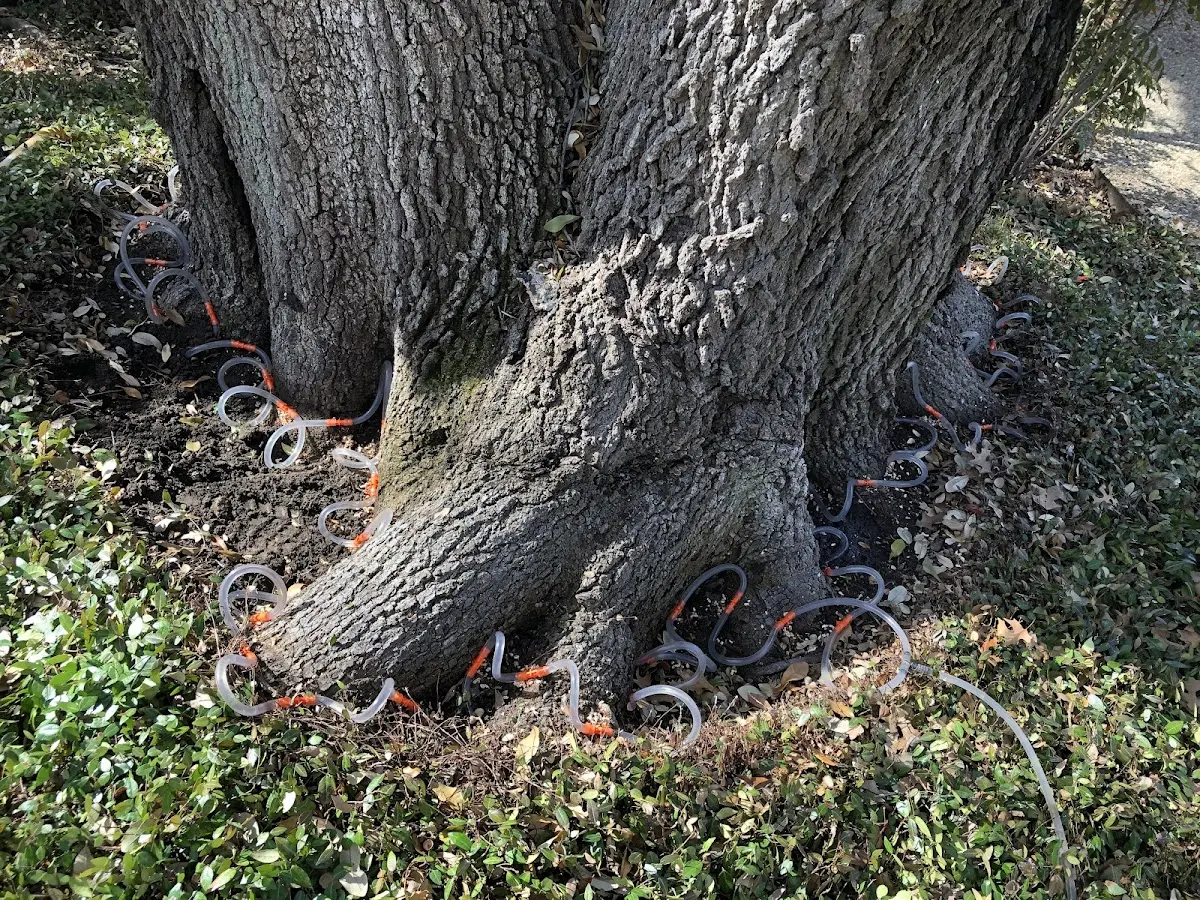 Detailed Tree Cabling and Bracing job site in Honaker