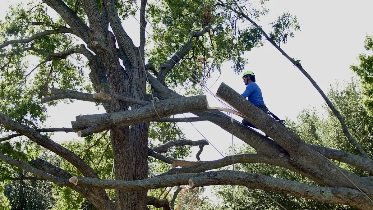 Professional Crown Thinning performed by certified arborists in Honaker